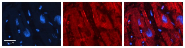 Anti-NEDD9 antibody produced in rabbit affinity isolated antibody