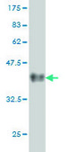 Monoclonal Anti-BAG1, (C-terminal) antibody produced in mouse clone 4C10, purified immunoglobulin, buffered aqueous solution