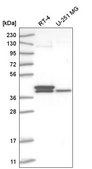 Anti-TFB2M antibody produced in rabbit Prestige Antibodies&#174; Powered by Atlas Antibodies, affinity isolated antibody