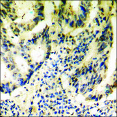 Anti-phospho-MEF2C (pSer396) antibody produced in rabbit affinity isolated antibody