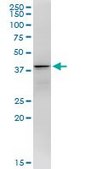 Monoclonal Anti-DNALI1 antibody produced in mouse clone 2H3, ascites fluid, buffered aqueous solution