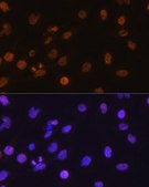 Anti-DDIT3/CHOP antibody produced in rabbit