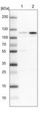 Anti-GRIK2 antibody produced in rabbit Prestige Antibodies&#174; Powered by Atlas Antibodies, affinity isolated antibody, buffered aqueous glycerol solution