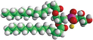 15:0 PG 1,2-dipentadecanoyl-sn-glycero-3-phospho-(1&#8242;-rac-glycerol) (sodium salt), powder