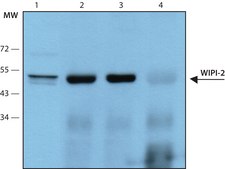 Anti-WIPI-2 (C-terminal) antibody produced in rabbit ~1.0&#160;mg/mL, affinity isolated antibody