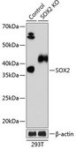 Anti- SOX2 antibody produced in rabbit