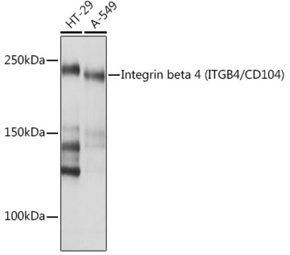 Anti-Integrin beta 4 (ITGB4/CD104) Antibody, clone 5Z9P3, Rabbit Monoclonal