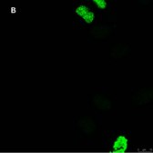 Anti-phospho Histone H3 S10 Antibody, clone 63-1C-8 , ZooMAb® Rabbit Monoclonal recombinant, expressed in HEK 293 cells