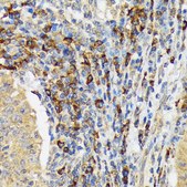 Anti-VAV3 Antibody, clone 9A10D8, Rabbit Monoclonal