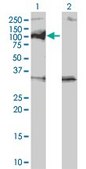 Monoclonal Anti-PPM1D antibody produced in mouse clone 4D1, purified immunoglobulin, buffered aqueous solution