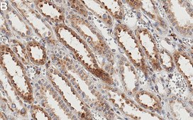 Anti-Myosin-9/MYH9 Antibody, clone 3O13 ZooMAb&#174; Rabbit Monoclonal recombinant, expressed in HEK 293 cells