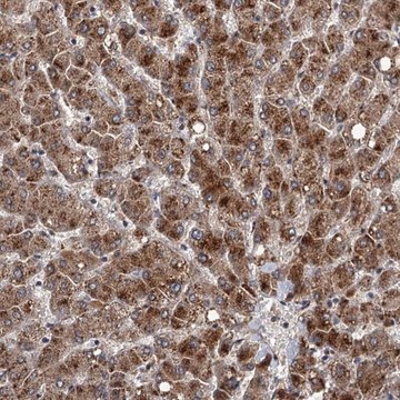 Anti-DAO antibody produced in rabbit Prestige Antibodies&#174; Powered by Atlas Antibodies, affinity isolated antibody, buffered aqueous glycerol solution