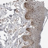 Anti-PRRX2 antibody produced in rabbit Prestige Antibodies&#174; Powered by Atlas Antibodies, affinity isolated antibody, buffered aqueous glycerol solution