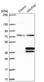 Anti-NDUFA9 antibody produced in rabbit Prestige Antibodies&#174; Powered by Atlas Antibodies, affinity isolated antibody, buffered aqueous glycerol solution