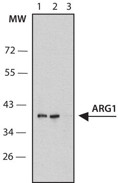 Anti-ARG1 antibody, Mouse monoclonal clone ARG1-3, purified from hybridoma cell culture