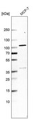 Anti-TELO2 antibody produced in rabbit Prestige Antibodies&#174; Powered by Atlas Antibodies, affinity isolated antibody, buffered aqueous glycerol solution
