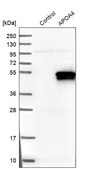 Anti-APOA4 antibody produced in rabbit Prestige Antibodies&#174; Powered by Atlas Antibodies, affinity isolated antibody, buffered aqueous glycerol solution