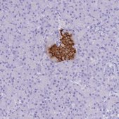 Anti-INS antibody produced in rabbit Prestige Antibodies&#174; Powered by Atlas Antibodies, affinity isolated antibody, buffered aqueous glycerol solution