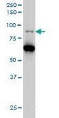 Monoclonal Anti-PCAF antibody produced in mouse clone 5E5, purified immunoglobulin, buffered aqueous solution