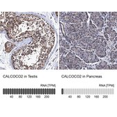 Anti-CALCOCO2 antibody produced in rabbit Prestige Antibodies&#174; Powered by Atlas Antibodies, affinity isolated antibody, buffered aqueous glycerol solution, Ab3