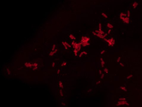 Rhodamine B labeled Polymyxin B Ready Made Solution For fluorescent microbial imaging, 1.1&#160;mg/mL in water