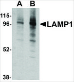 Anti-LAMP-1 antibody produced in rabbit affinity isolated antibody, buffered aqueous solution