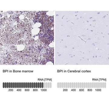 Anti-BPI antibody produced in rabbit Prestige Antibodies&#174; Powered by Atlas Antibodies, affinity isolated antibody, buffered aqueous glycerol solution