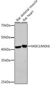 Anti-MEK3/MEK6 Antibody, clone 8R1J5, Rabbit Monoclonal