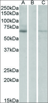 Anti-MKRN1 antibody produced in goat affinity isolated antibody, buffered aqueous solution
