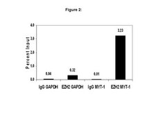 ChIPAb+ EZH2, clone AC22 - ChIP Validated Antibody and Primer Set clone AC22, from mouse