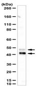 Anti-MSR1/CD204 Antibody from rabbit, purified by affinity chromatography