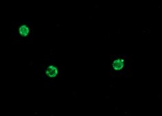 Anti-Mouse IgG (Fab specific)&#8722;FITC antibody produced in goat affinity isolated antibody, buffered aqueous solution
