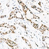 Anti-MCM2 Antibody, clone 0Q10S9, Rabbit Monoclonal