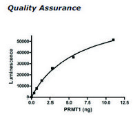 PRMT1 human recombinant, expressed in E. coli, &#8805;50% (SDS-PAGE)