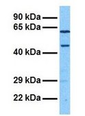 Anti-NPNT antibody produced in rabbit affinity isolated antibody