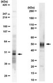 Anti-IRF-1 from rabbit, purified by affinity chromatography