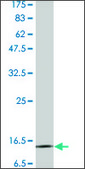 Monoclonal Anti-CST3 antibody produced in mouse clone 1H4, purified immunoglobulin, buffered aqueous solution