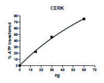 Ceramide Kinase FLAG tag active human recombinant, expressed in baculovirus infected Sf9 cells, &#8805;40% (SDS-PAGE)