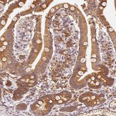 Anti-EEF1A1 antibody produced in rabbit Prestige Antibodies&#174; Powered by Atlas Antibodies, affinity isolated antibody, buffered aqueous glycerol solution
