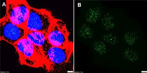 Anti-Cullin-1 Antibody, clone 1B14 ZooMAb&#174; Rabbit Monoclonal recombinant, expressed in HEK 293 cells