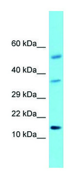 Anti-HCRT antibody produced in rabbit affinity isolated antibody