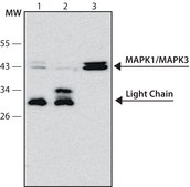 Monoclonal Anti-MAP Kinase, Activated/monophosphorylated (Phosphothreonine ERK-1&amp;2) antibody produced in mouse ~2&#160;mg/mL, clone ERK-PT115, purified immunoglobulin, buffered aqueous solution