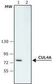 Anti-Cullin-4A antibody produced in rabbit ~1.5&#160;mg/mL, affinity isolated antibody, buffered aqueous solution