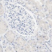 Anti-SPINK5 antibody produced in rabbit Prestige Antibodies&#174; Powered by Atlas Antibodies, affinity isolated antibody, buffered aqueous glycerol solution