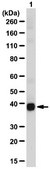 Anti-SIRT2 Antibody from rabbit, purified by affinity chromatography