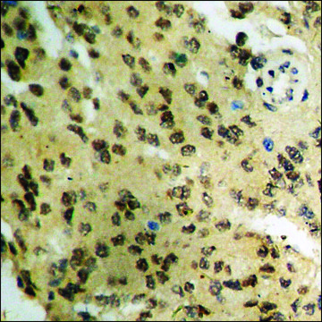 Anti-phospho-CDC25A (pSer178) antibody produced in rabbit affinity isolated antibody