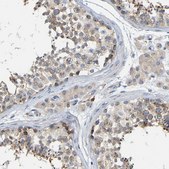 Anti-PCNT antibody produced in rabbit Prestige Antibodies&#174; Powered by Atlas Antibodies, affinity isolated antibody, buffered aqueous glycerol solution, Ab2