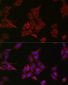 Anti-SHP2 antibody produced in rabbit