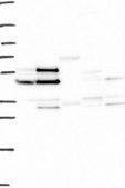 Anti-IFRD1 antibody produced in rabbit Prestige Antibodies&#174; Powered by Atlas Antibodies, affinity isolated antibody, buffered aqueous glycerol solution