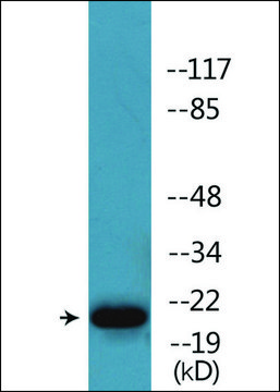 Anti-phospho-HP1 &#947; (pSer93) antibody produced in rabbit affinity isolated antibody